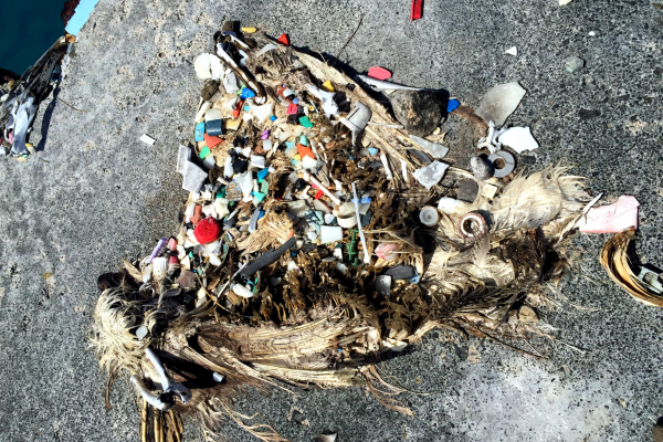 The plastic stomach contents of a Laysan Albatross.