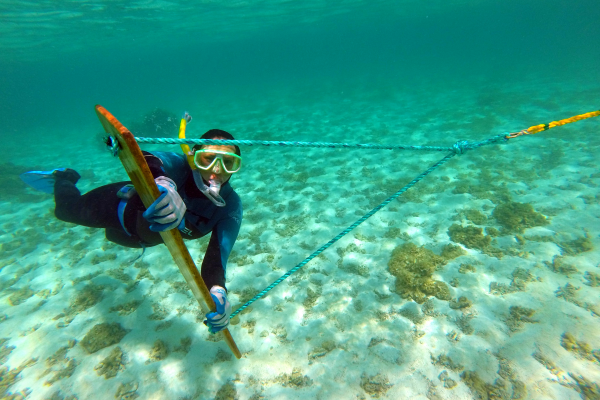 A marine debris diver conducts an in-water tow-board survey for marine debris.